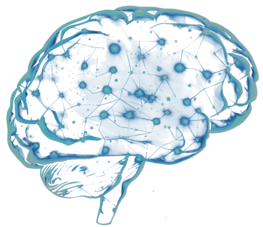 Brain
